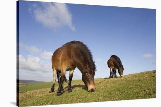 Exmoor Ponies (Equus Caballus) Grazing at Seven Sisters Country Park, South Downs, England-Peter Cairns-Stretched Canvas