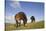 Exmoor Ponies (Equus Caballus) Grazing at Seven Sisters Country Park, South Downs, England-Peter Cairns-Stretched Canvas