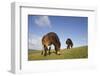Exmoor Ponies (Equus Caballus) Grazing at Seven Sisters Country Park, South Downs, England-Peter Cairns-Framed Photographic Print