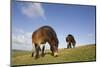Exmoor Ponies (Equus Caballus) Grazing at Seven Sisters Country Park, South Downs, England-Peter Cairns-Mounted Photographic Print