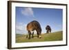 Exmoor Ponies (Equus Caballus) Grazing at Seven Sisters Country Park, South Downs, England-Peter Cairns-Framed Photographic Print