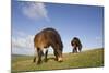 Exmoor Ponies (Equus Caballus) Grazing at Seven Sisters Country Park, South Downs, England-Peter Cairns-Mounted Photographic Print