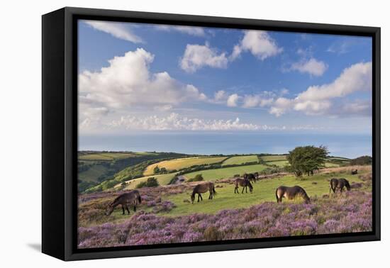 Exmoor Ponies Grazing on Heather Covered Moorland on Porlock Common, Exmoor, Somerset-Adam Burton-Framed Stretched Canvas