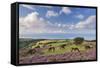 Exmoor Ponies Grazing on Heather Covered Moorland on Porlock Common, Exmoor, Somerset-Adam Burton-Framed Stretched Canvas