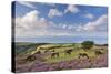 Exmoor Ponies Grazing on Heather Covered Moorland on Porlock Common, Exmoor, Somerset-Adam Burton-Stretched Canvas