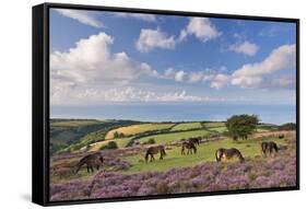 Exmoor Ponies Grazing on Heather Covered Moorland on Porlock Common, Exmoor, Somerset-Adam Burton-Framed Stretched Canvas