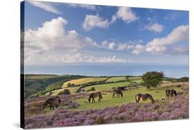 Exmoor Ponies Grazing on Heather Covered Moorland on Porlock Common, Exmoor, Somerset-Adam Burton-Stretched Canvas