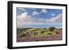 Exmoor Ponies Grazing on Heather Covered Moorland on Porlock Common, Exmoor, Somerset-Adam Burton-Framed Photographic Print