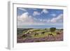 Exmoor Ponies Grazing on Heather Covered Moorland on Porlock Common, Exmoor, Somerset-Adam Burton-Framed Photographic Print