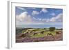 Exmoor Ponies Grazing on Heather Covered Moorland on Porlock Common, Exmoor, Somerset-Adam Burton-Framed Photographic Print