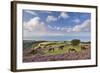 Exmoor Ponies Grazing on Heather Covered Moorland on Porlock Common, Exmoor, Somerset-Adam Burton-Framed Photographic Print