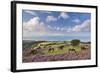 Exmoor Ponies Grazing on Heather Covered Moorland on Porlock Common, Exmoor, Somerset-Adam Burton-Framed Photographic Print