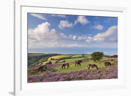 Exmoor Ponies Grazing on Heather Covered Moorland on Porlock Common, Exmoor, Somerset-Adam Burton-Framed Photographic Print