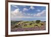 Exmoor Ponies Grazing on Heather Covered Moorland on Porlock Common, Exmoor, Somerset-Adam Burton-Framed Photographic Print