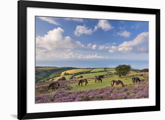 Exmoor Ponies Grazing on Heather Covered Moorland on Porlock Common, Exmoor, Somerset-Adam Burton-Framed Photographic Print