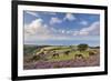 Exmoor Ponies Grazing on Heather Covered Moorland on Porlock Common, Exmoor, Somerset-Adam Burton-Framed Photographic Print