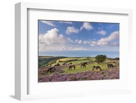 Exmoor Ponies Grazing on Heather Covered Moorland on Porlock Common, Exmoor, Somerset-Adam Burton-Framed Photographic Print