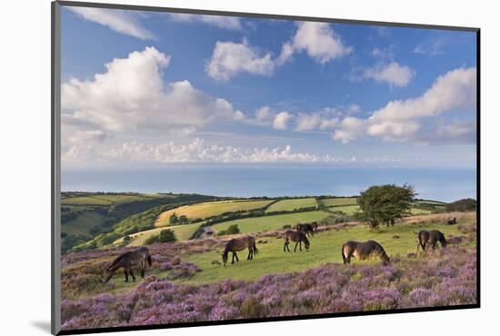 Exmoor Ponies Grazing on Heather Covered Moorland on Porlock Common, Exmoor, Somerset-Adam Burton-Mounted Photographic Print