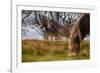 Exmoor ponies in Exmoor National Park, England-Nick Garbutt-Framed Photographic Print