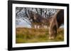 Exmoor ponies in Exmoor National Park, England-Nick Garbutt-Framed Photographic Print