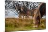 Exmoor ponies in Exmoor National Park, England-Nick Garbutt-Mounted Photographic Print