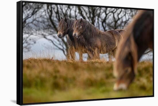 Exmoor ponies in Exmoor National Park, England-Nick Garbutt-Framed Stretched Canvas