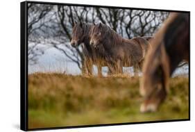 Exmoor ponies in Exmoor National Park, England-Nick Garbutt-Framed Stretched Canvas