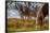 Exmoor ponies in Exmoor National Park, England-Nick Garbutt-Framed Stretched Canvas