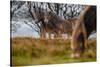 Exmoor ponies in Exmoor National Park, England-Nick Garbutt-Stretched Canvas