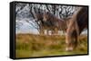 Exmoor ponies in Exmoor National Park, England-Nick Garbutt-Framed Stretched Canvas