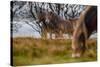 Exmoor ponies in Exmoor National Park, England-Nick Garbutt-Stretched Canvas