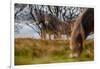 Exmoor ponies in Exmoor National Park, England-Nick Garbutt-Framed Photographic Print