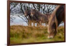 Exmoor ponies in Exmoor National Park, England-Nick Garbutt-Framed Photographic Print