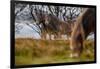 Exmoor ponies in Exmoor National Park, England-Nick Garbutt-Framed Photographic Print