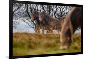 Exmoor ponies in Exmoor National Park, England-Nick Garbutt-Framed Photographic Print