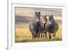 Exmoor ponies in Exmoor National Park, England-Nick Garbutt-Framed Photographic Print