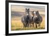 Exmoor ponies in Exmoor National Park, England-Nick Garbutt-Framed Photographic Print