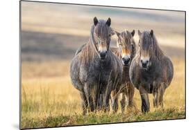 Exmoor ponies in Exmoor National Park, England-Nick Garbutt-Mounted Photographic Print