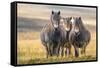 Exmoor ponies in Exmoor National Park, England-Nick Garbutt-Framed Stretched Canvas