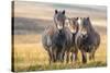 Exmoor ponies in Exmoor National Park, England-Nick Garbutt-Stretched Canvas