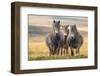 Exmoor ponies in Exmoor National Park, England-Nick Garbutt-Framed Photographic Print