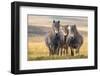 Exmoor ponies in Exmoor National Park, England-Nick Garbutt-Framed Photographic Print