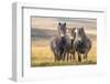 Exmoor ponies in Exmoor National Park, England-Nick Garbutt-Framed Photographic Print