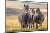 Exmoor ponies in Exmoor National Park, England-Nick Garbutt-Mounted Photographic Print