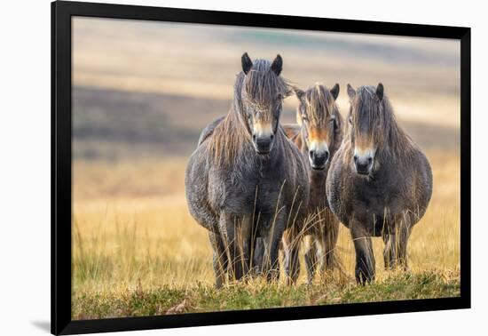 Exmoor ponies in Exmoor National Park, England-Nick Garbutt-Framed Photographic Print