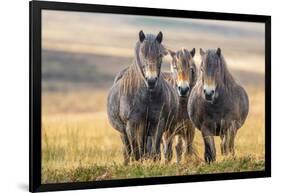 Exmoor ponies in Exmoor National Park, England-Nick Garbutt-Framed Photographic Print