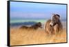 Exmoor ponies in high grasses, Exmoor National Park, England-Nick Garbutt-Framed Stretched Canvas