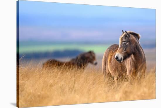 Exmoor ponies in high grasses, Exmoor National Park, England-Nick Garbutt-Stretched Canvas