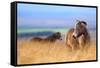 Exmoor ponies in high grasses, Exmoor National Park, England-Nick Garbutt-Framed Stretched Canvas
