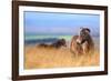 Exmoor ponies in high grasses, Exmoor National Park, England-Nick Garbutt-Framed Photographic Print